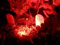 My Halloween 2008 Tour