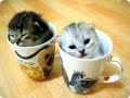 funny cats