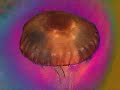 Jellyfish phenomenon