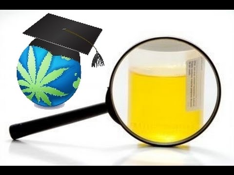 How To Pass A Urine Test For THC (Cannabis)