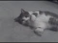 VID 00028
