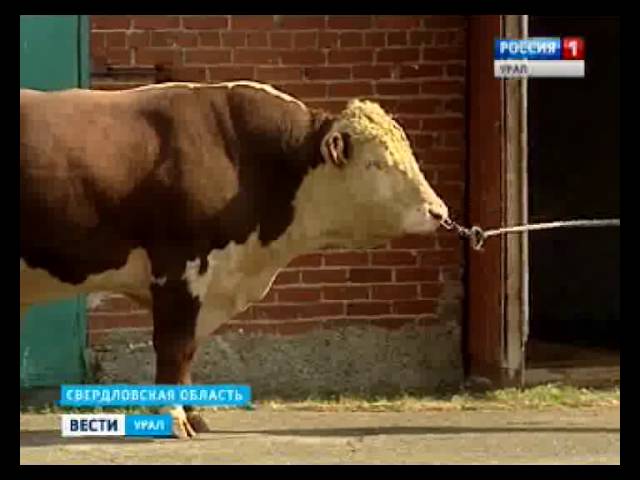 Карточка Племенной Коровы Бланк Карточка Племенной Коровы Бланк