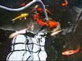 Fish Pond ni Jog - Episode 10 (koi spawning)