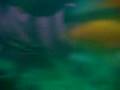 DSCN4175.MOV