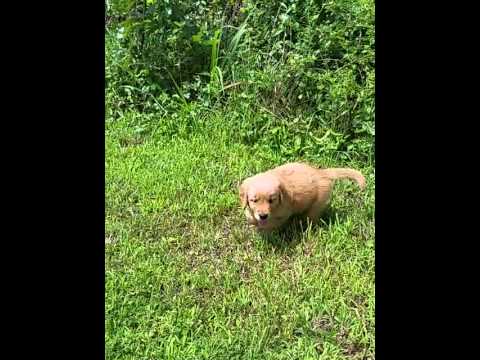 Preston Golden Male Pup