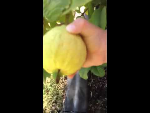 how to harvest guava