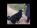 Beni, Berner Sennenhund