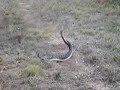 Rattlesnakes Not Mating Rattlesnakes Not Mating