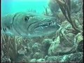 Scuba - Caribbean Explorer - Above and Below ...