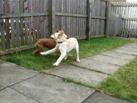 Irish terrier playing with a lab puppy