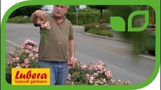 Sommerschnitt der Rosen