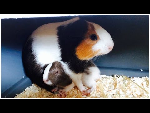 video-linktoworks-What To Do If Your Guinea Pig Is Pregnant