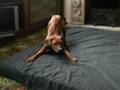 videos de Rhodesian Ridgeback 