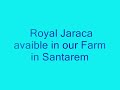 New royais jacare avaiable in our farm in Santarem 