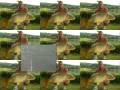 videos de peche a la carpe
