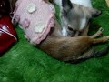 MOV01145 MOV01145