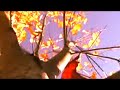 Change Of Seasons - Equinox - New Age Music Video -  Autumn