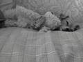 Chapa, Chuchu, and Lucy