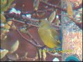 European Greenfinch (Carduelis chloris) European Greenfinch (Carduelis chloris)