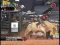 Robson Palermo VS Great White