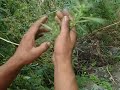 from marjuana to charas