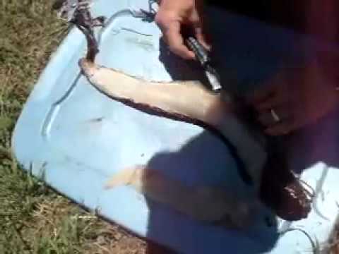 how to skin a eel