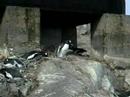 PC160128 - Gentoo feeding chick (large).MOV PC160128 - Gentoo feeding chick (large).MOV