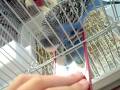 My bird Perry