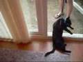 Walking The Cat Fail
