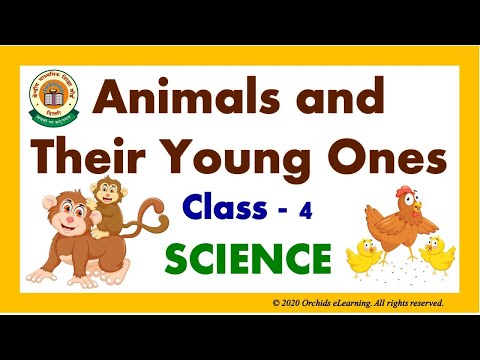 Animals and their young ones – Class 4 SCIENCE – Orchids eLearning