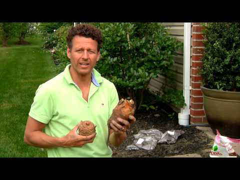 how to grow elephant ears