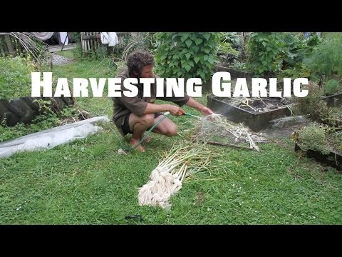 how to harvest and store garlic