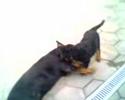 Rocco & Benitto Part II