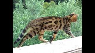 Video de la raza de gato de Bengala. Gatos y gatitos (Bengal cat, Leopardette, Bengaal)