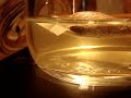 Triops Day 1