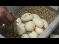 2008 clutch # 1 - part 3