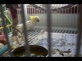 Why to make sure to SEE your bird b4 you get it.