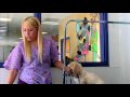 Dog Grooming : Tips on Grooming Shih Tzus