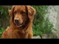 golden retriever in the backyard