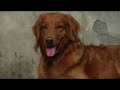 golden retriever in the backyard