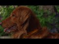 golden retriever in the backyard