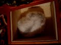 Nuvola ronfa nel portagioie! | Cute sleeping hamster !