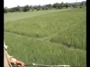 Kaziranga