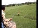 Kaziranga
