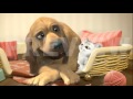 Max&nina - Duo Câlin Version Officielle