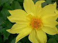 Dahlias