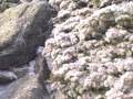Mount Washington - Climb - Robert Belley