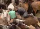 This is Genius: superhero cow, horse wrestling, tube stripper