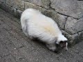 Click here to watch this video Mad skunk