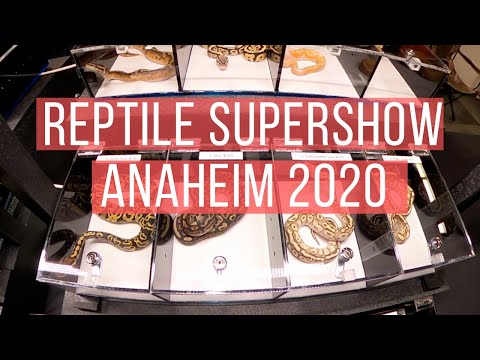 YouTube reptile video
